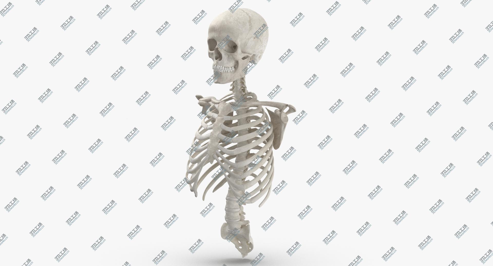 images/goods_img/202104023/Real Human Rib Cage Spine Female Skull Calvicle Scapula and Arms Bones Anatomy With Disks White 3D model/4.jpg